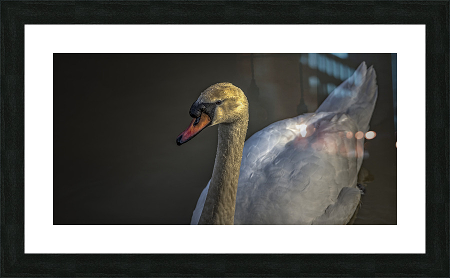 Swan 2021 Picture Frame print