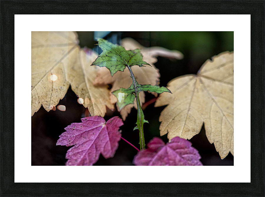 FS121019 02 Picture Frame print