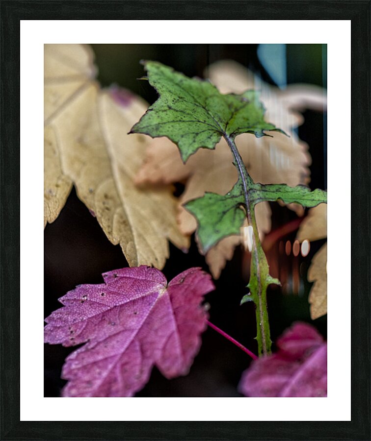 FS121019 03 Picture Frame print