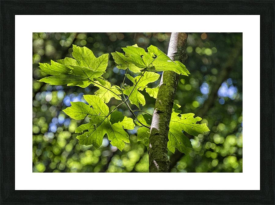FS170725 5 Picture Frame print