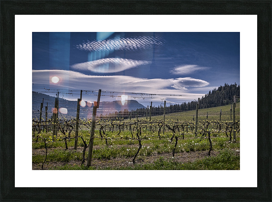 FS080518 VINEYARD Picture Frame print