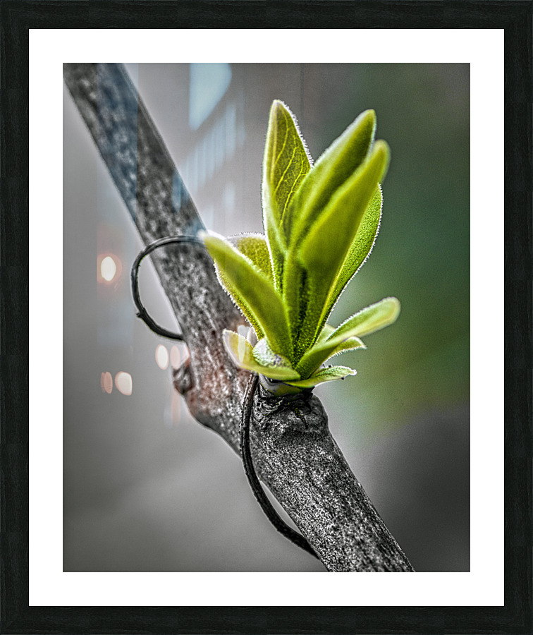 FS120421 Picture Frame print