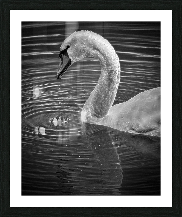FS230602BW Picture Frame print