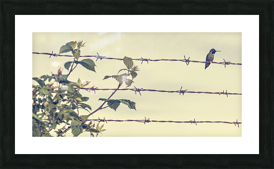 HUMMINGBIRD 2023 Picture Frame print