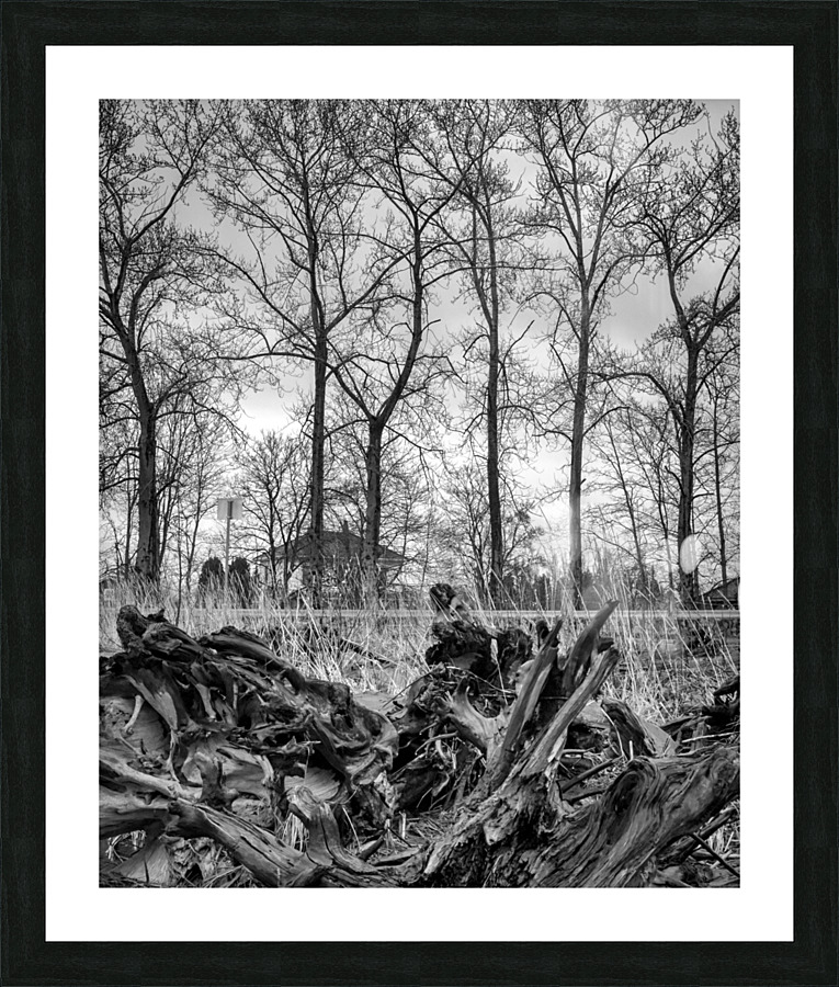 FS120331 075 LIFE CYCLE Picture Frame print