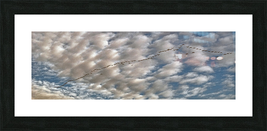 GEESE 2013 Picture Frame print