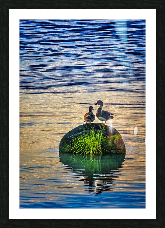 FS230618 TWO DUCKS Picture Frame print