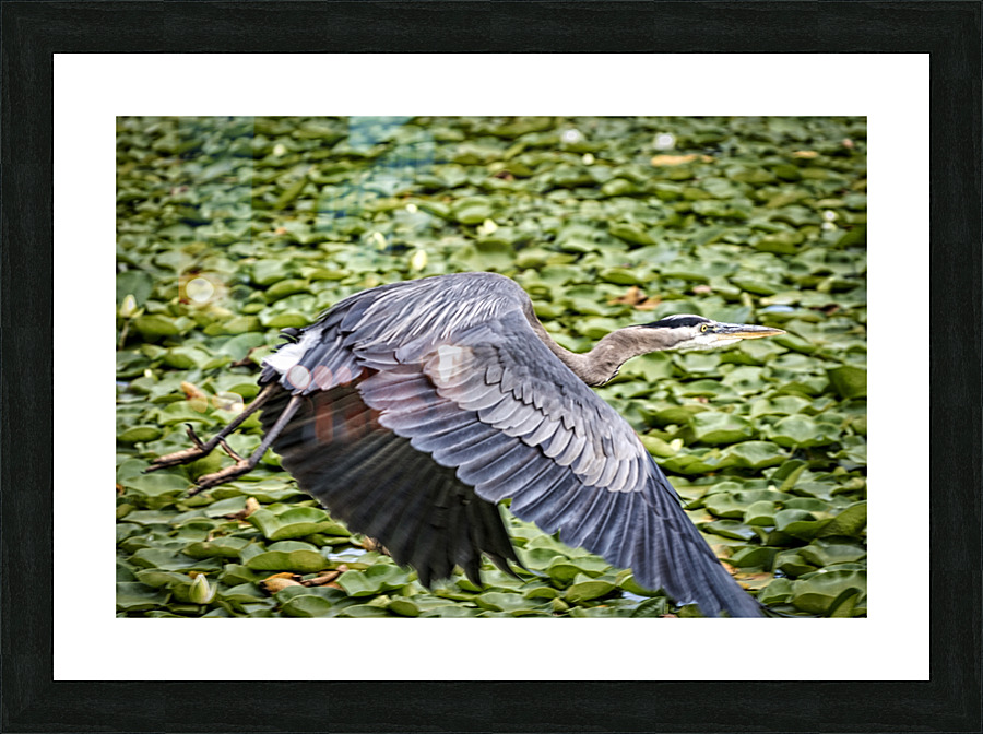 FS200716 00 Picture Frame print