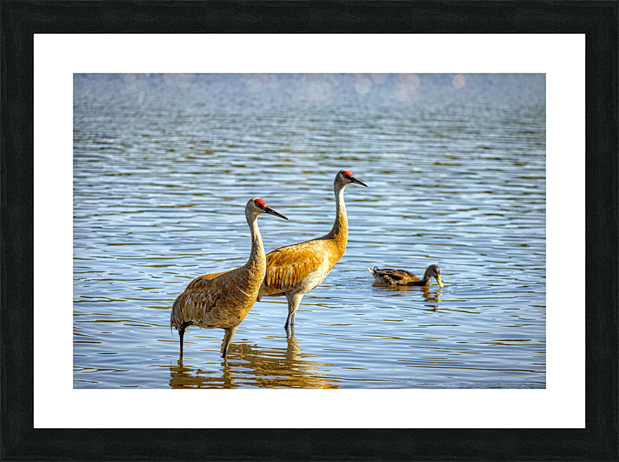 FS230702 01 Picture Frame print