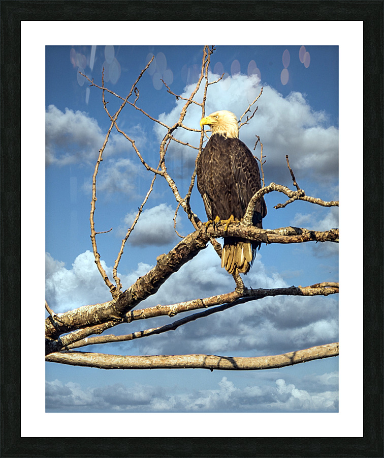 FS230630 01 Picture Frame print