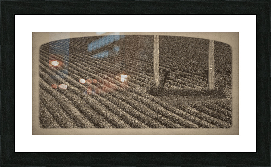 Cornfield Abumen Print Picture Frame print