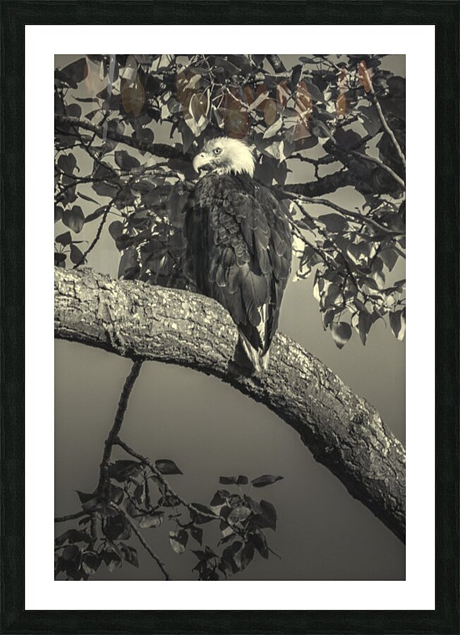 FS230714 0 Picture Frame print