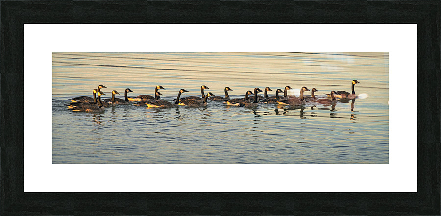 FS230714PANO  MARCHING Picture Frame print