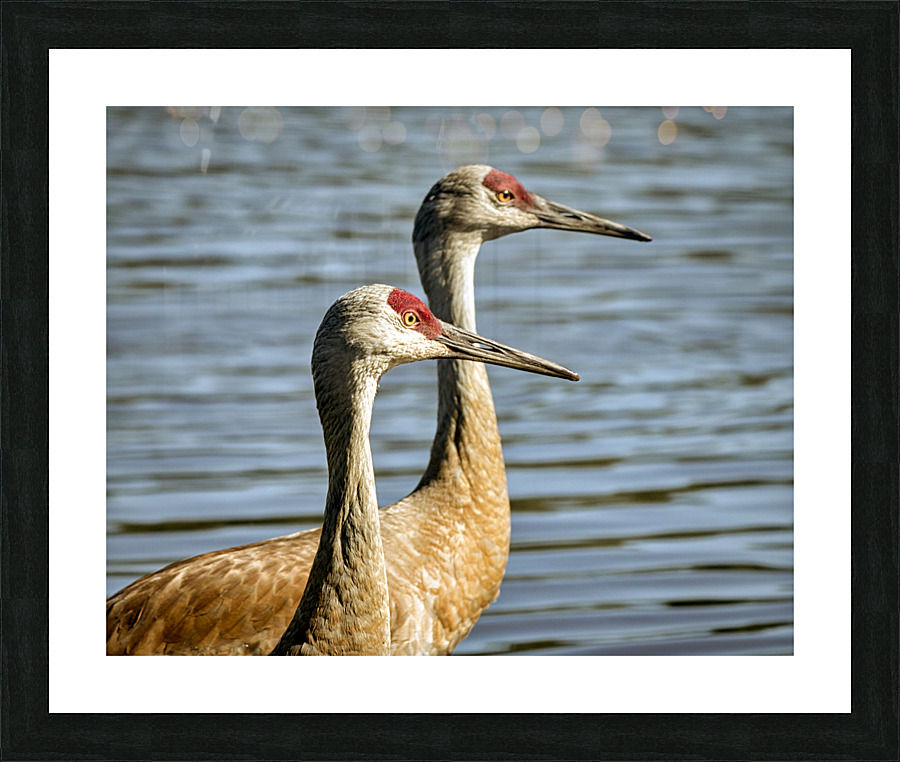 FS230702 111 Picture Frame print