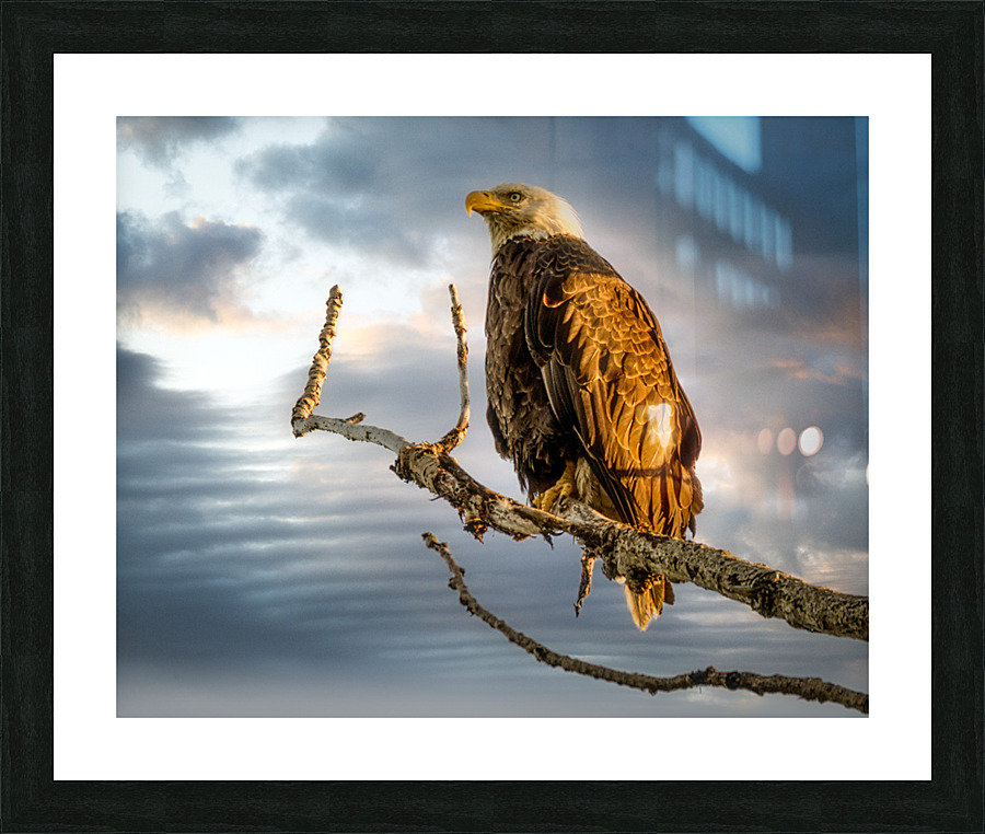 FS230727 3 Picture Frame print