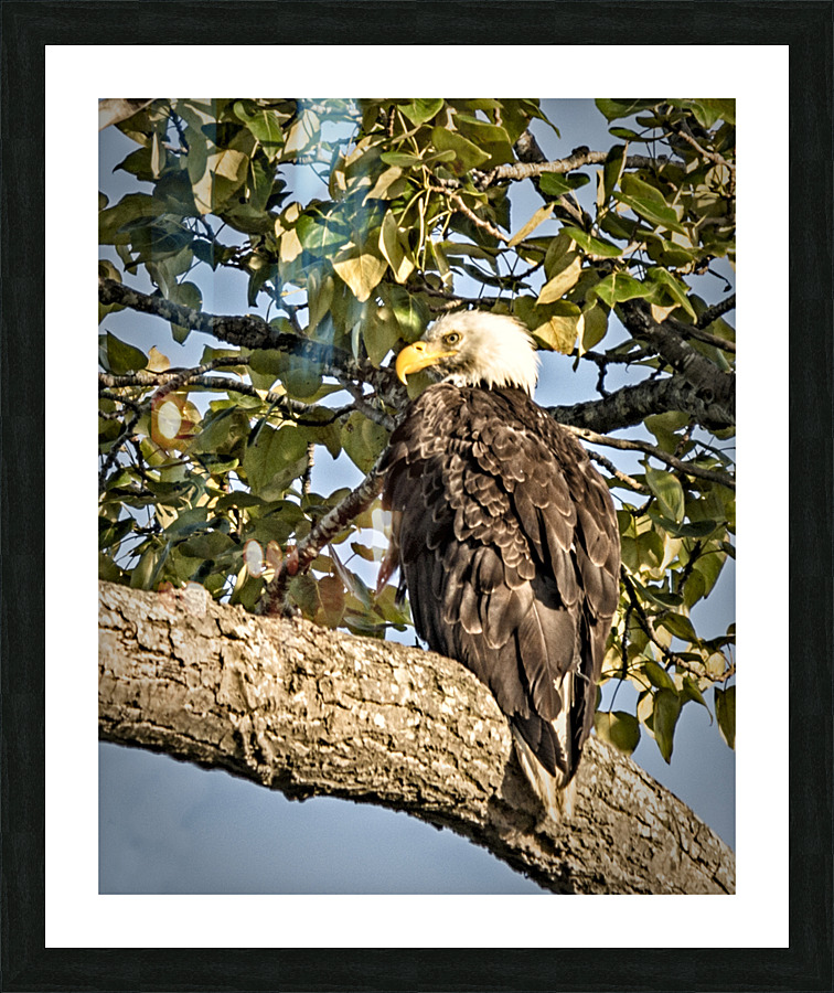 FS230714 076 Picture Frame print