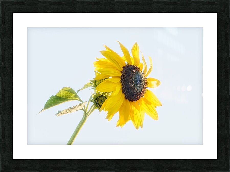 20230814 178 Picture Frame print