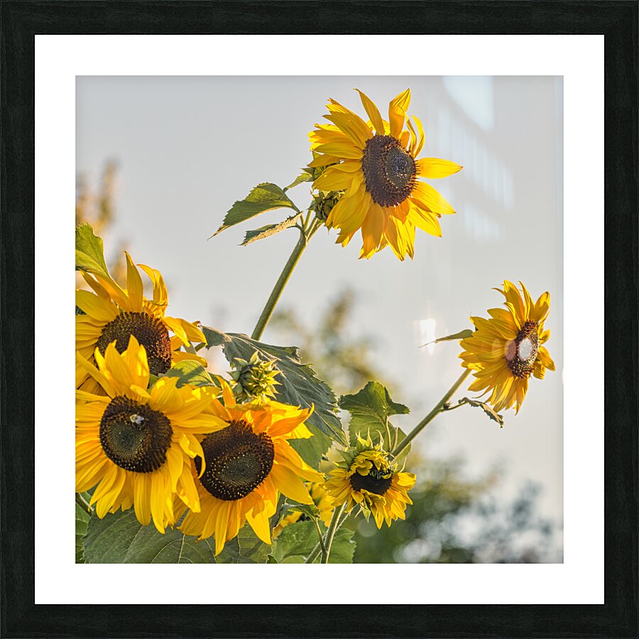 FS230814 188 Picture Frame print
