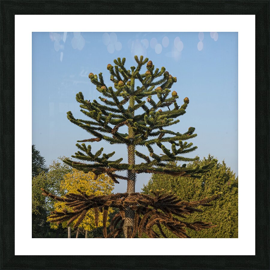 FS230821S Picture Frame print