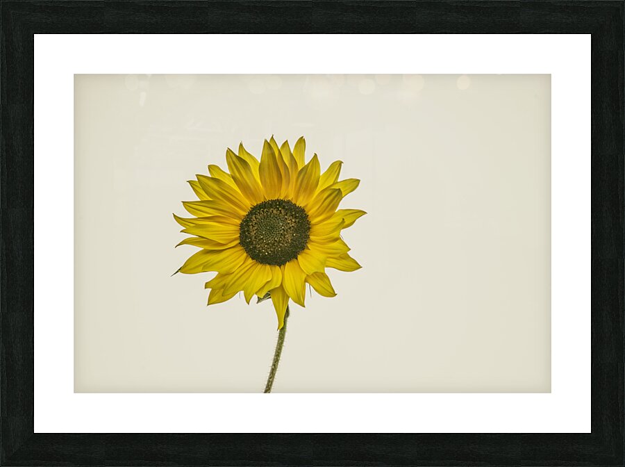 SUNFLOWER 23 Picture Frame print