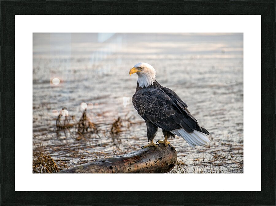 FS231008 EAGLE Picture Frame print