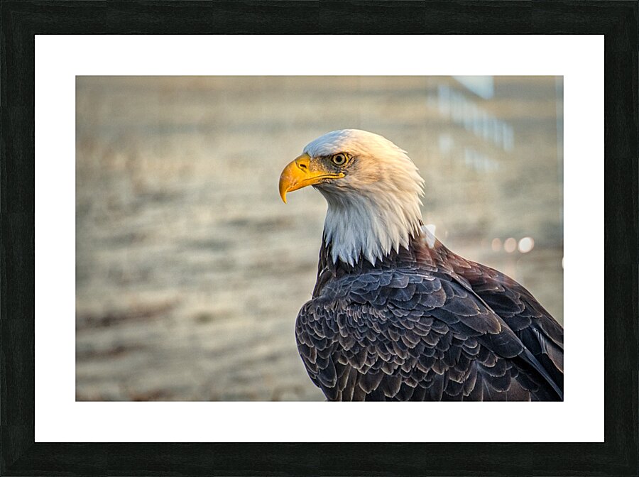 FS231008 07  Bald Eagle Picture Frame print