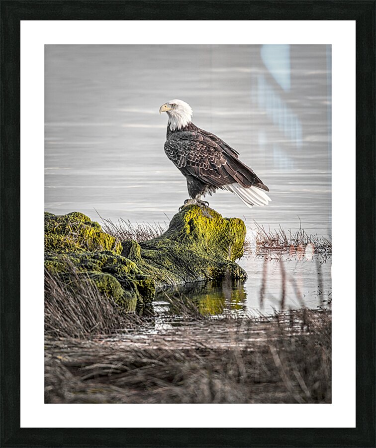 FS231008 176 Picture Frame print