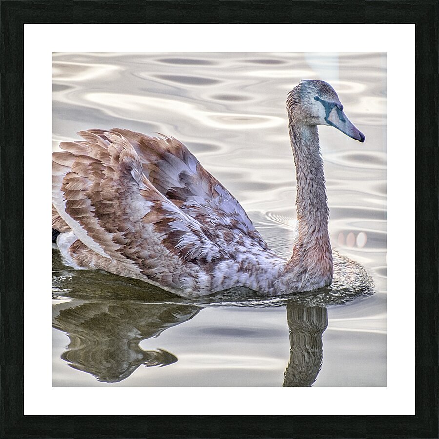 FS151022 SL Picture Frame print