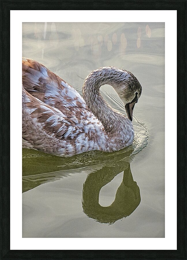 FS151022 22 Picture Frame print