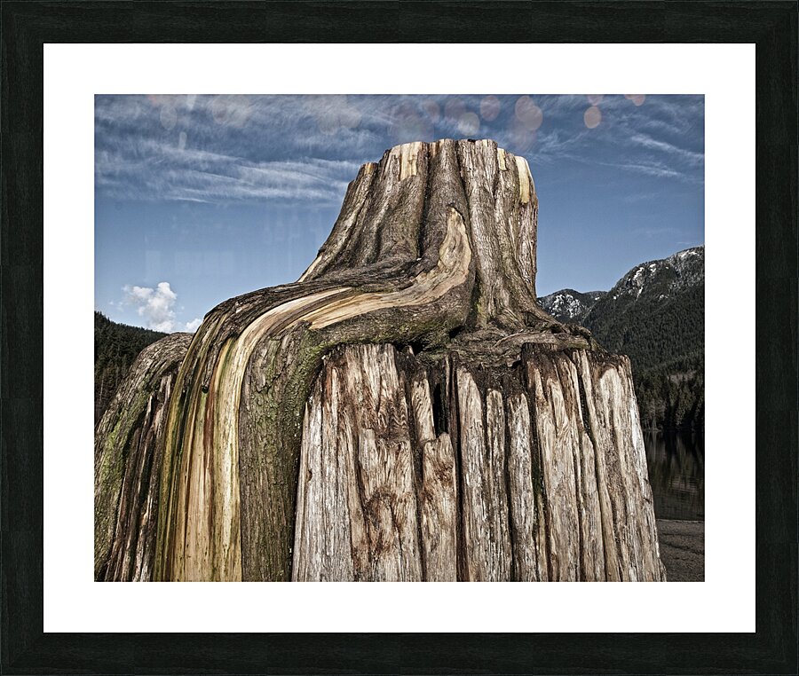 FS130219 ROOTS Picture Frame print