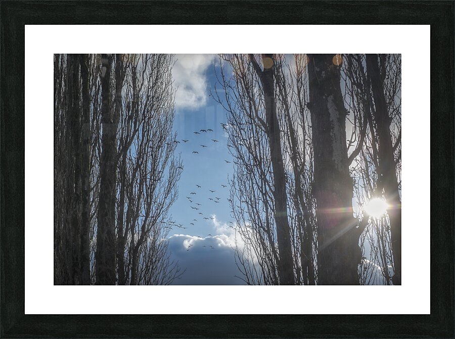 FS240207 GEESE Picture Frame print
