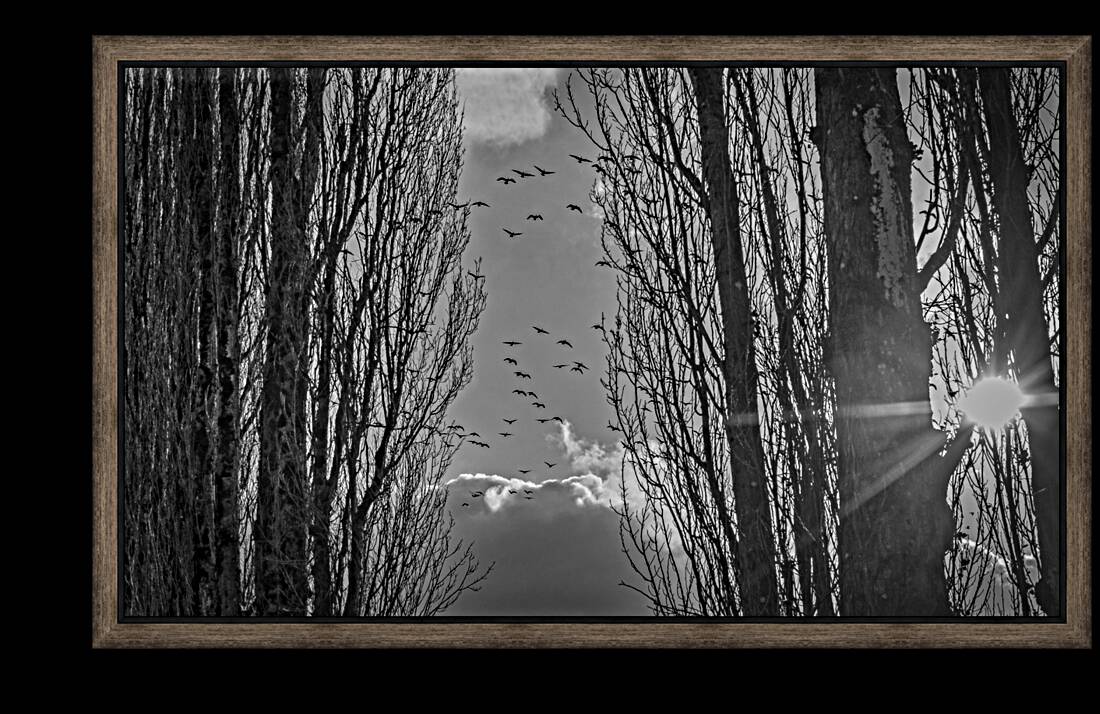 FS240207BW GEESE Reproduction
