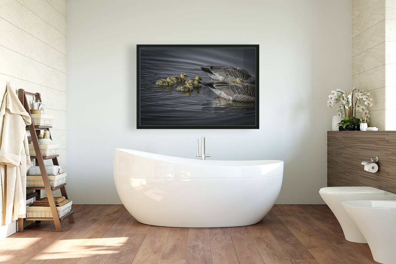 FS240422 GEESE FAMILY Reproduction