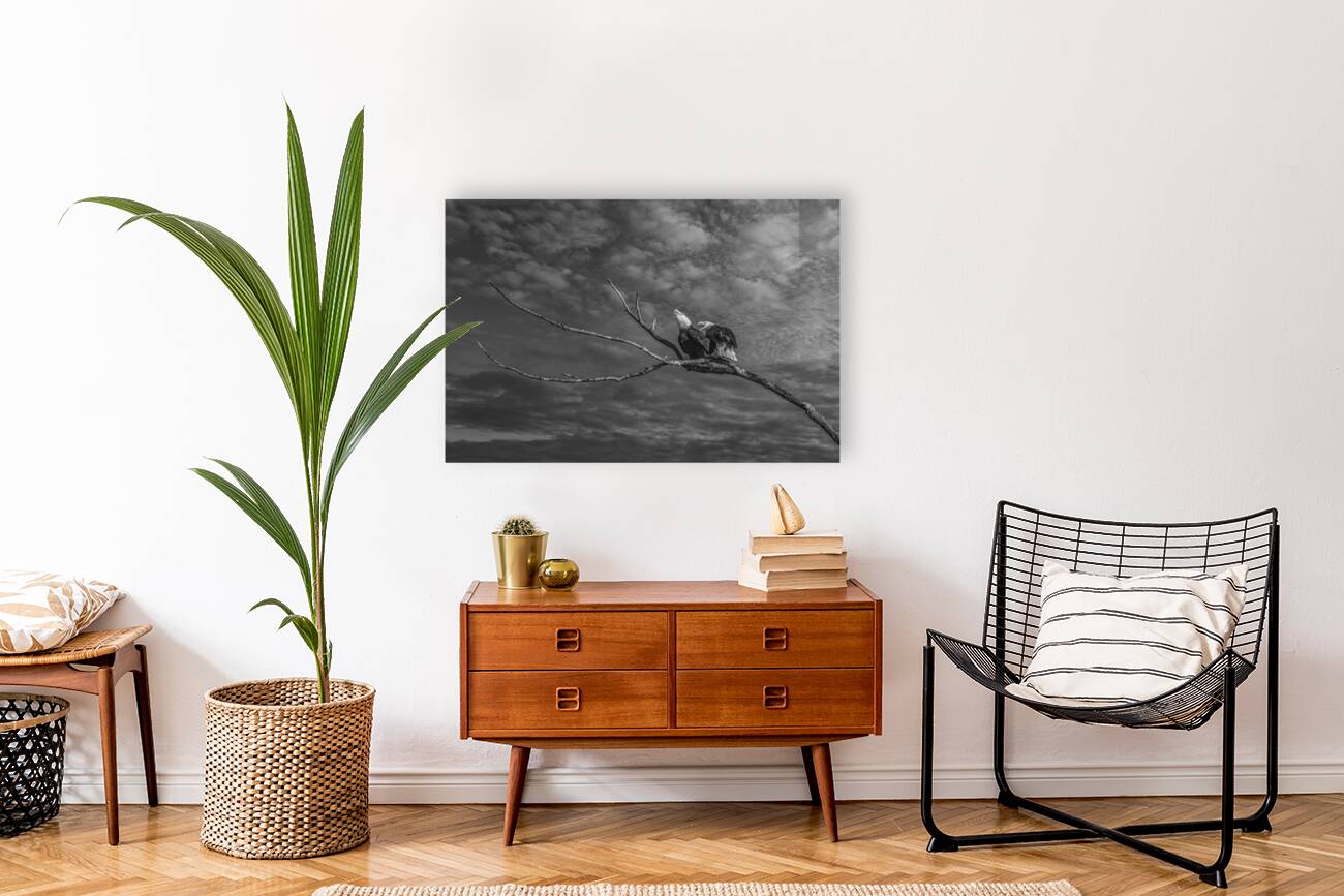 FS250211 EAGLES TWOGETHER BW2 Reproduction