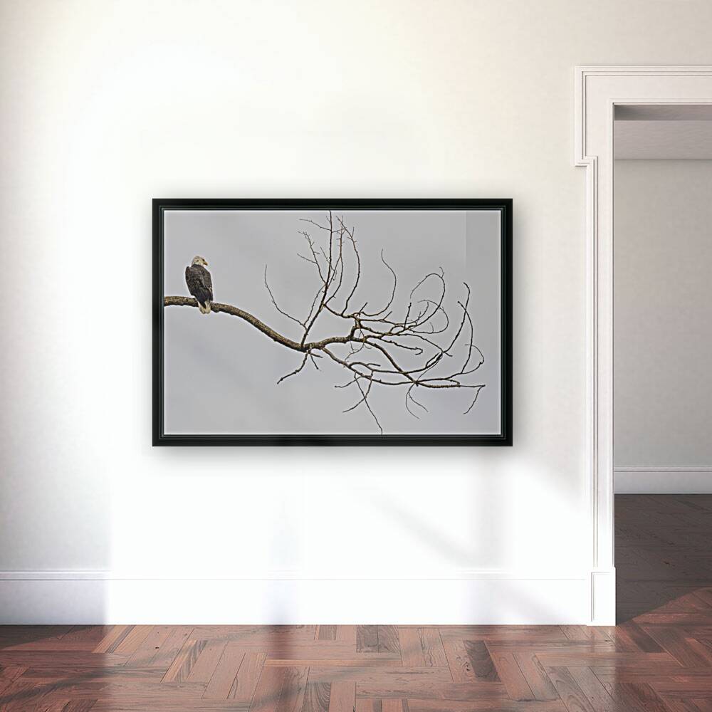 FS250209 AN EAGLE ON TREE CT2 Reproduction