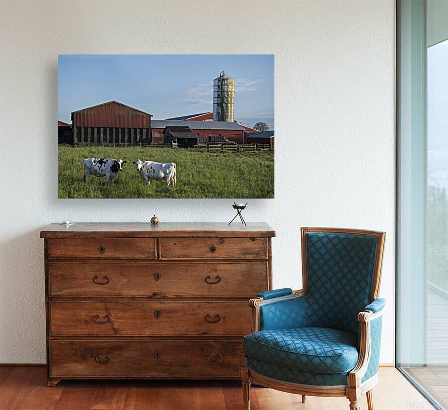 FS250528 COWS Reproduction