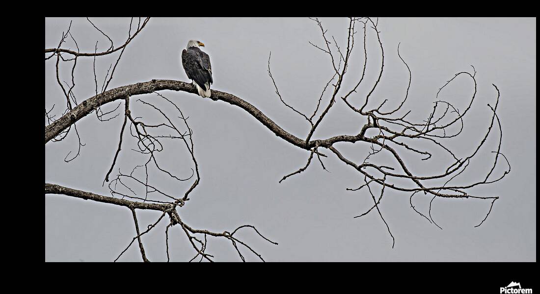 FS250209 07 Bald Eagle Reproduction