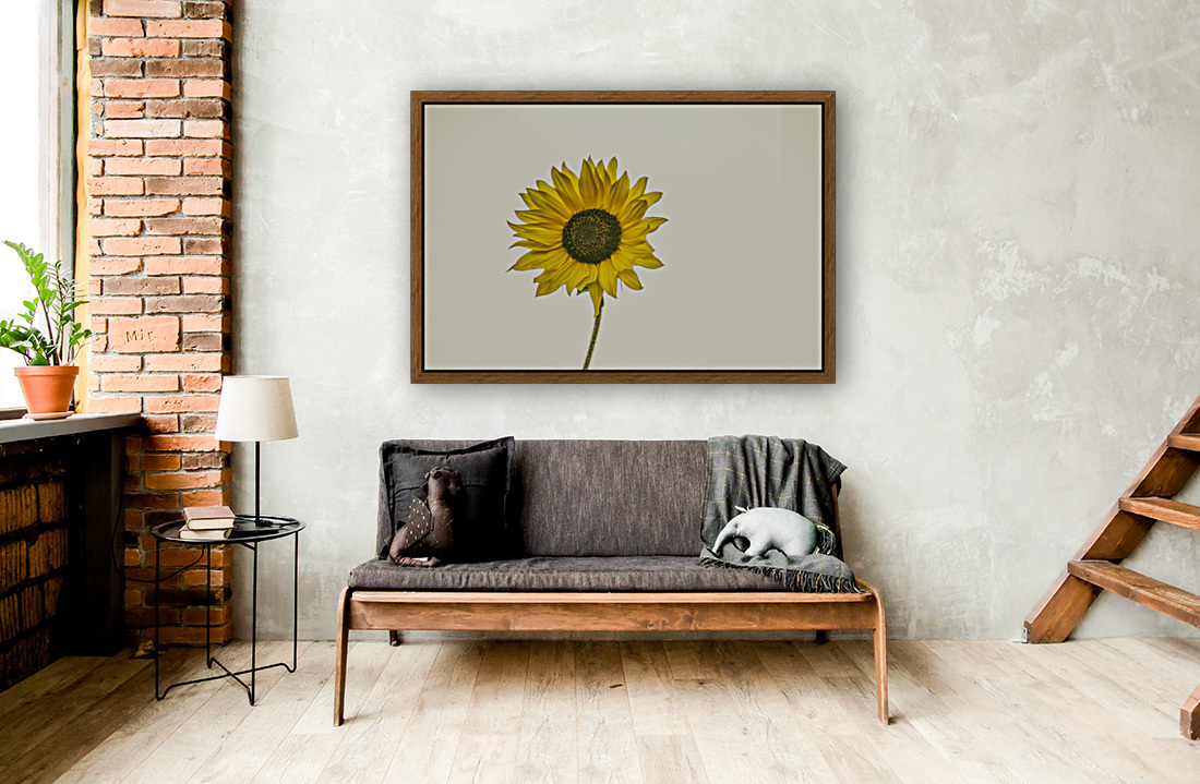 SUNFLOWER 23 Reproduction