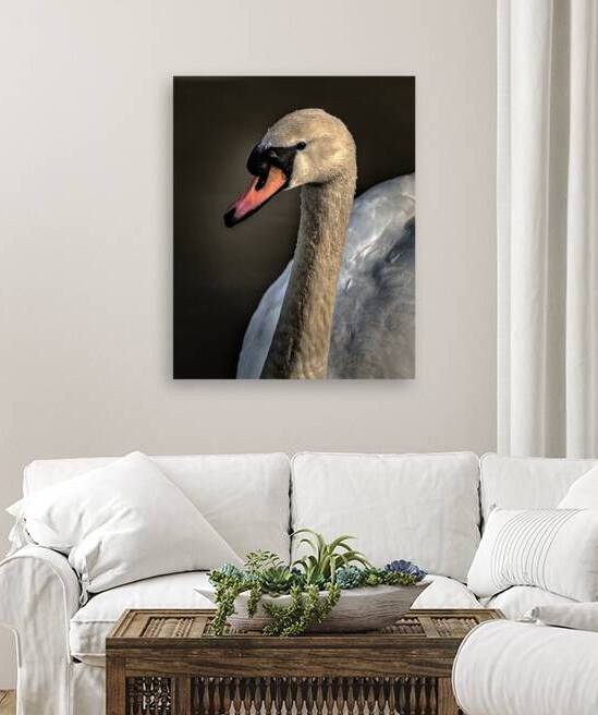 FS210303 SWAN Reproduction