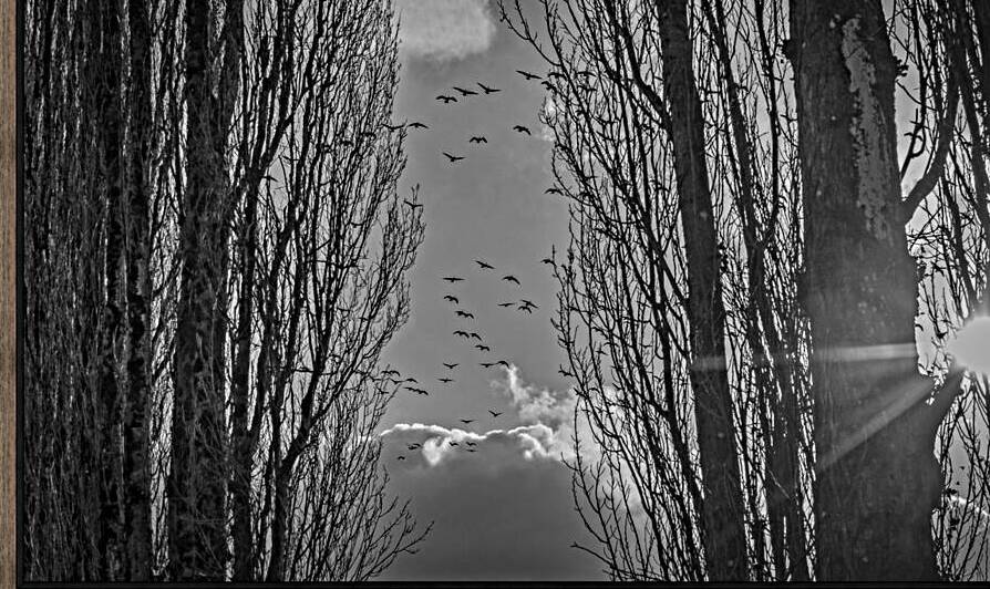 FS240207BW GEESE Reproduction