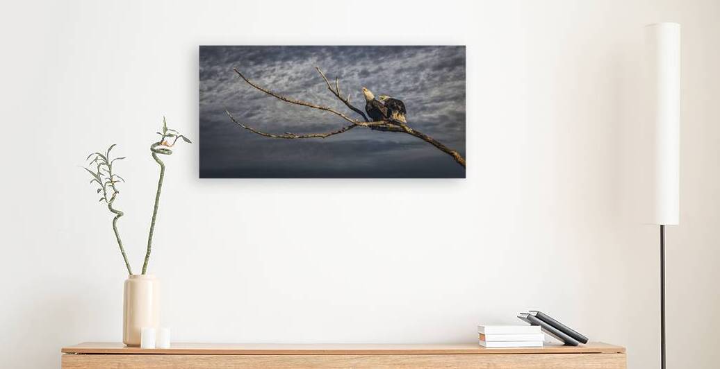 FS250211 TWO EAGLES AT FINN SLOUGH by FOTOSQUARES COM
