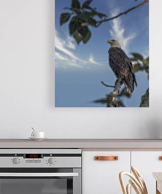 FS250707 EAGLE RESTING ON TREE Reproduction