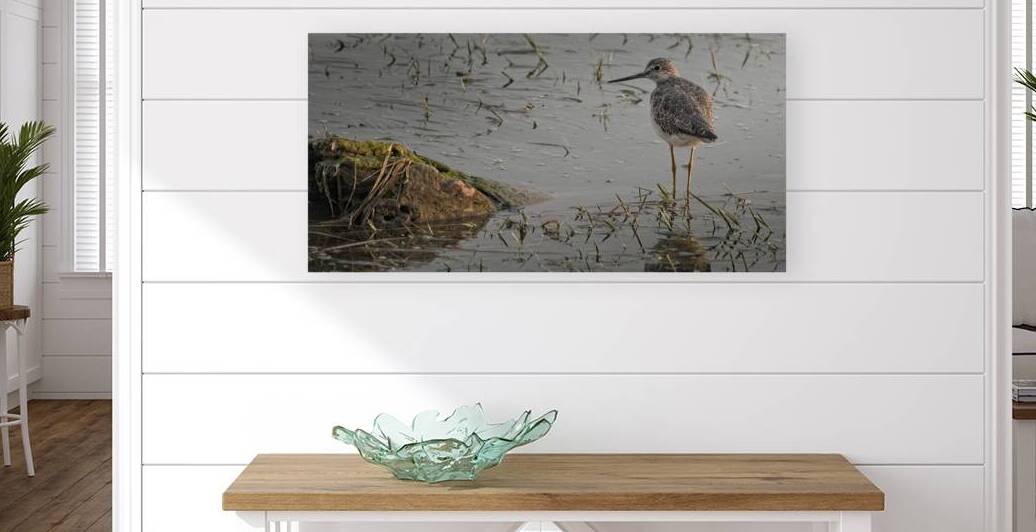 FS250813 02 SANDPIPER by FOTOSQUARES COM