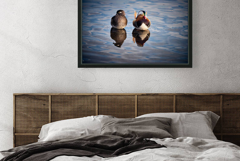 FS200221BL Mandarin Duck by FOTOSQUARES COM