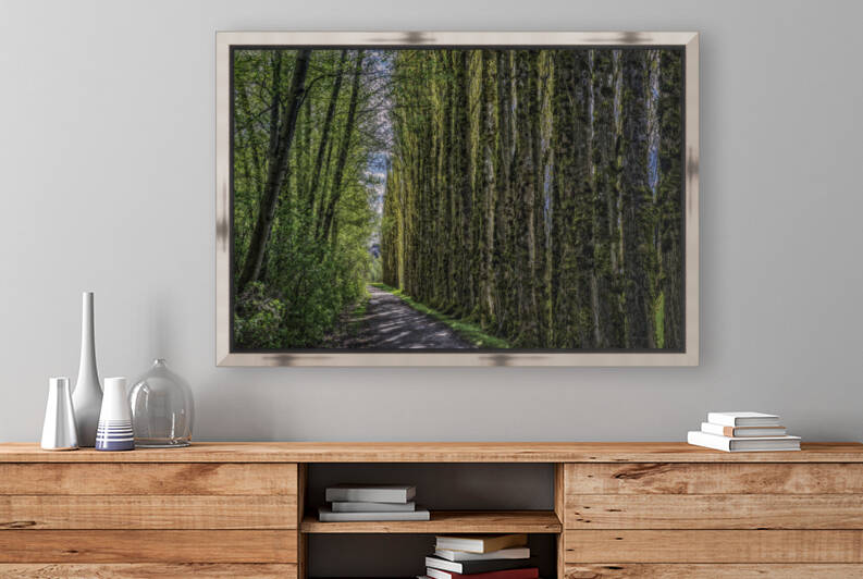 Trees Along The Trail Reproduction