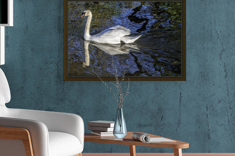 SWAN IN BLUE WATER by FOTOSQUARES COM