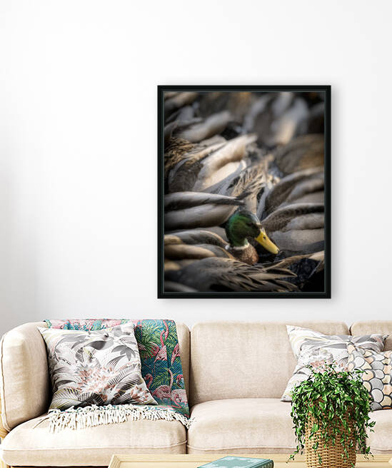 FS230128 MALLARDS Reproduction