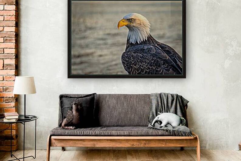 FS231008 07  Bald Eagle Reproduction