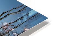 FS240319 TREES HD Metal print