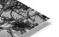 FS240802 BW EAGLE HD Metal print